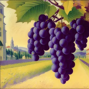 Juicy Autumn Harvest: Vineyard's Ripe Purple Grapes