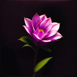 Pink Lotus Blossom in Full Bloom