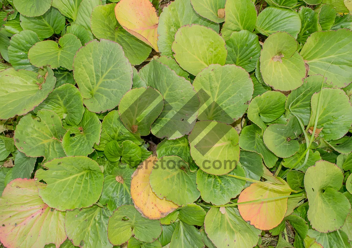 Picture of Colorful Autumn Foliage in the Forest