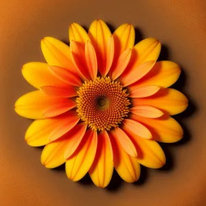 Bright Blossom: Vibrant Yellow Daisy Petals