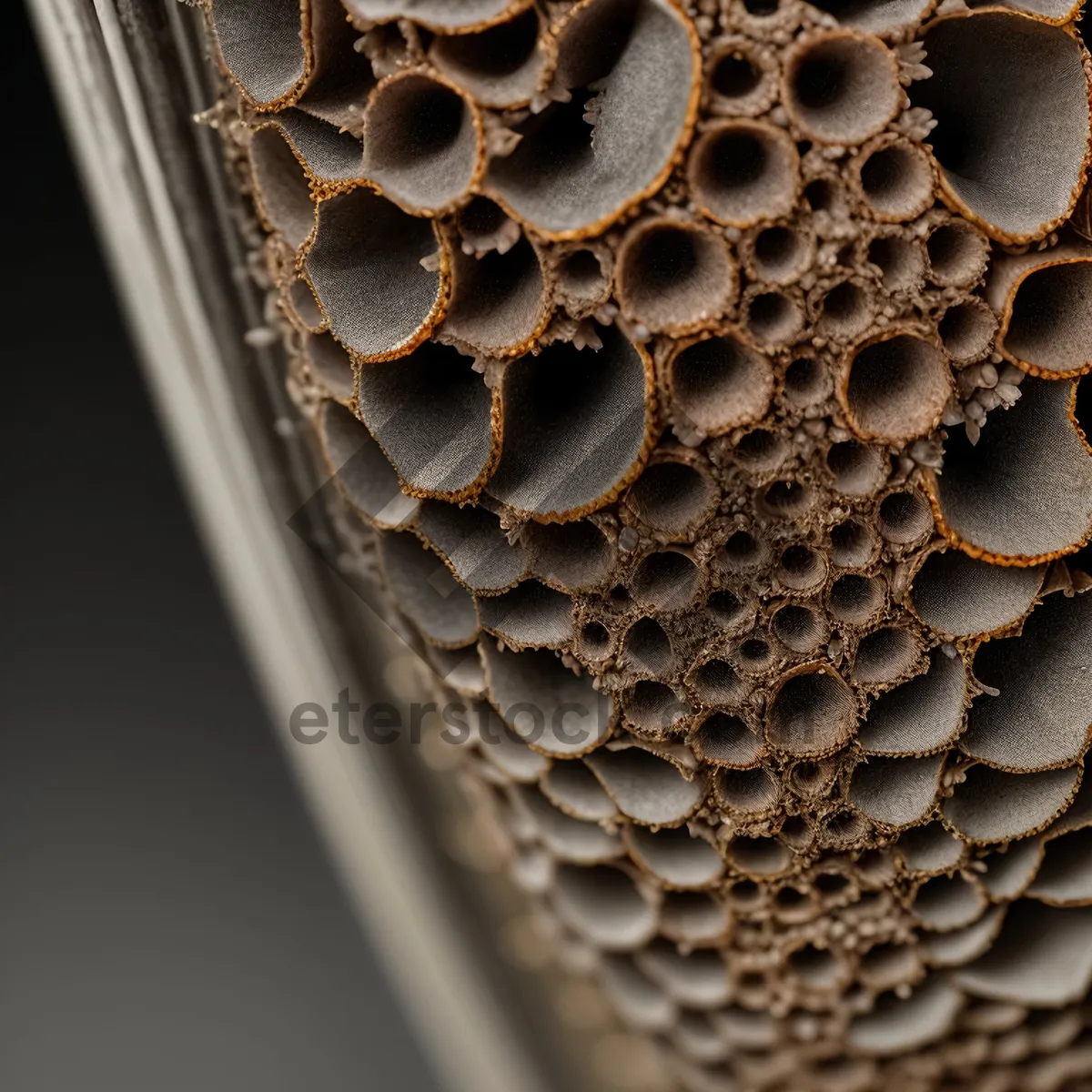 Picture of Honeycomb Texture: Intricate Pattern of Nature