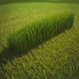 Lush Green Meadow with Growing Rice