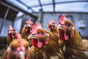 Farm Hen and Rooster with Feathers Portrait