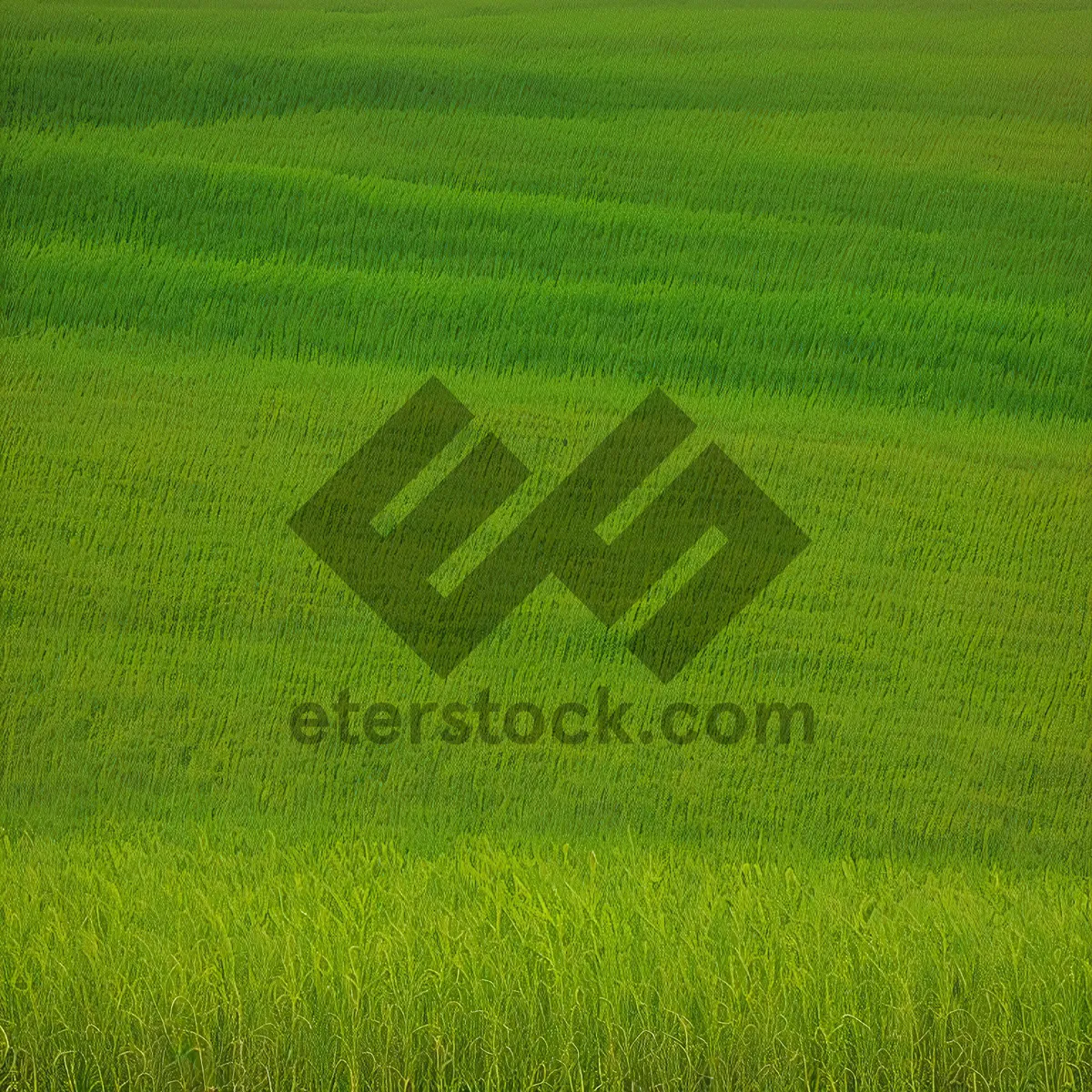 Picture of Vibrant Spring Meadow Amidst Lush Greenery