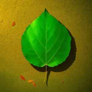 Vibrant Spring Foliage: Wild Ginger Leaf in Garden