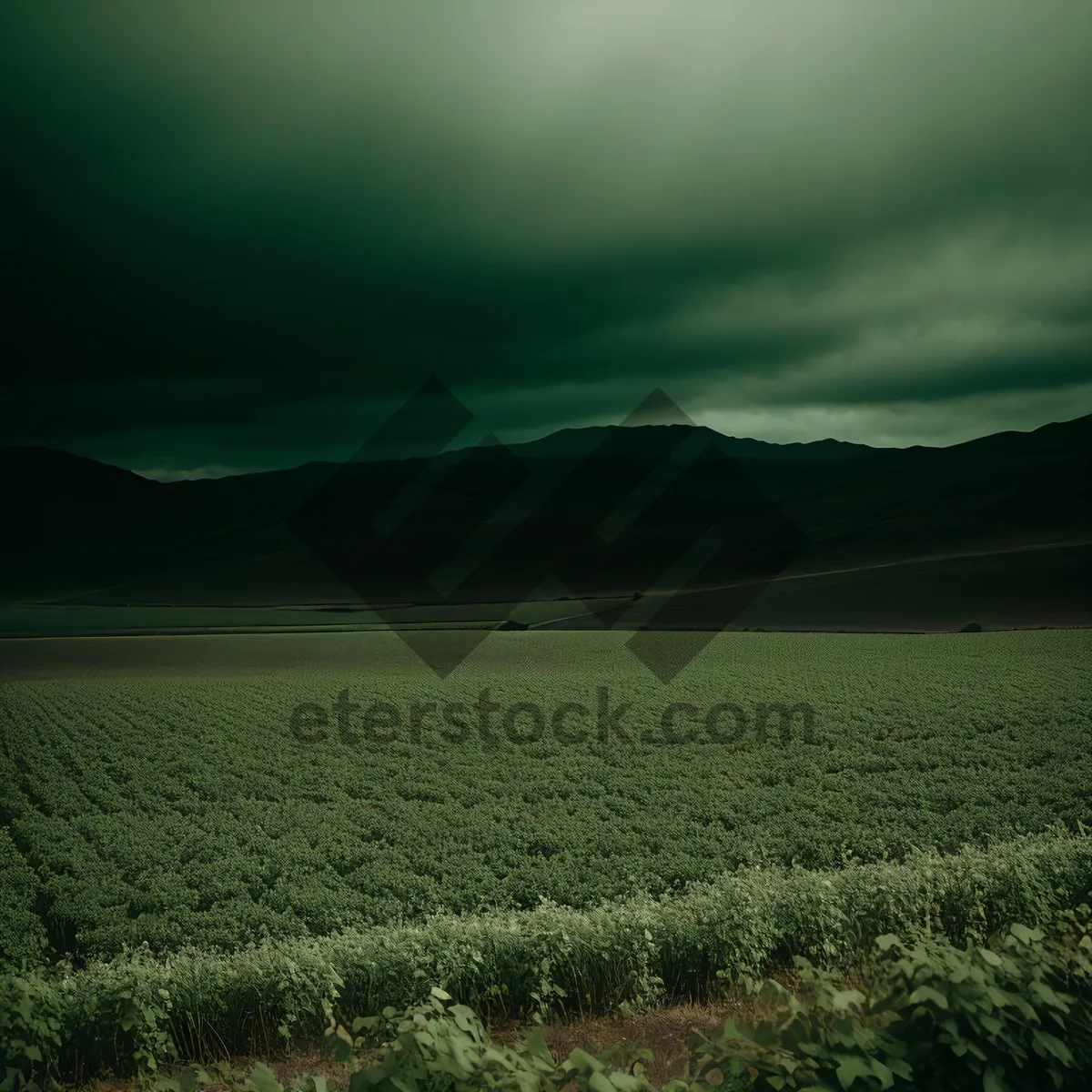 Picture of Serene Countryside Meadow under Clear Sunny Sky