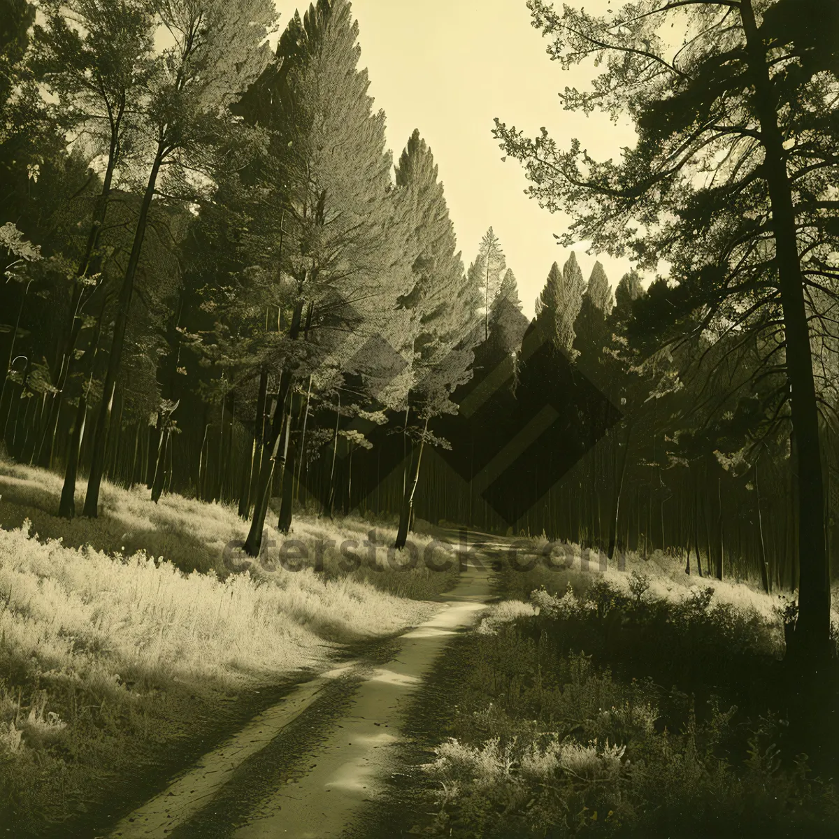 Picture of Golden Path through Rustling Birch Trees