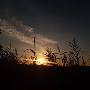 Orange sky silhouette with star and tree.