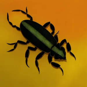 Black Ground Beetle - Close-up Insect Organism