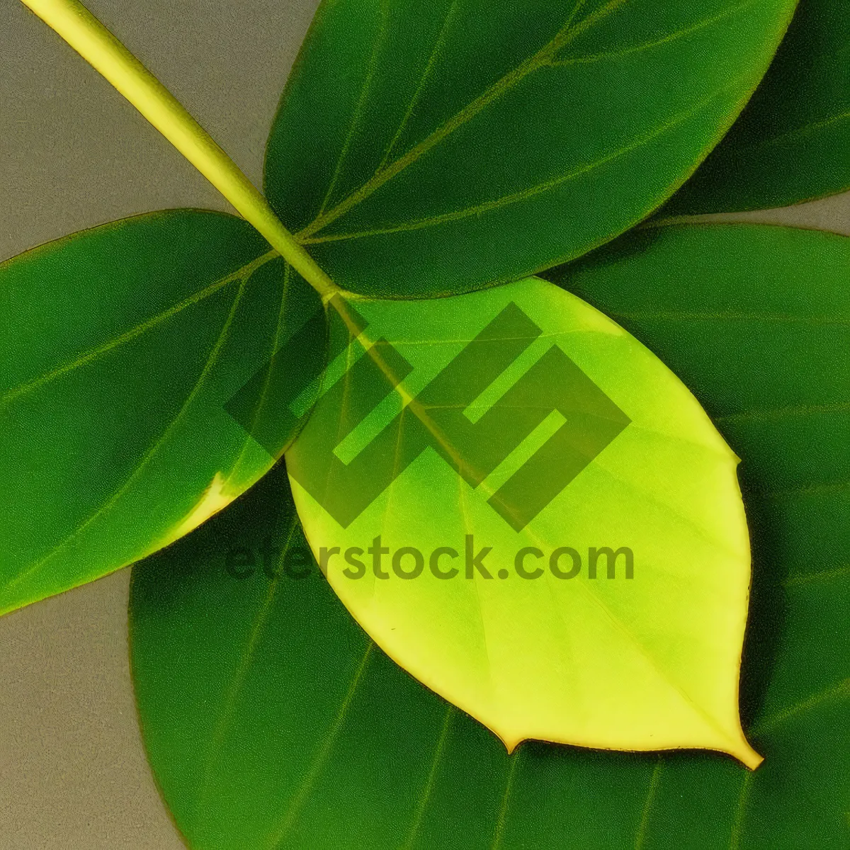 Picture of Bright Foliage: Vibrant Summer Leaves on a Fig Tree