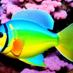 Vibrant Marine Life: Colorful Exotic Fish in Saltwater Aquarium.