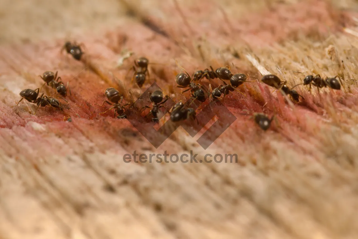 Picture of Close-up of Brown Ant Texture: Invertebrate Arthropod Insect