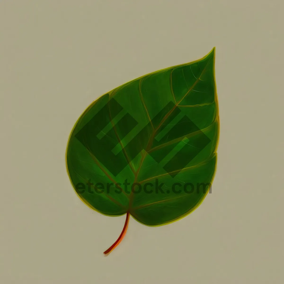 Picture of Lush Spring Leaves on Fig Tree