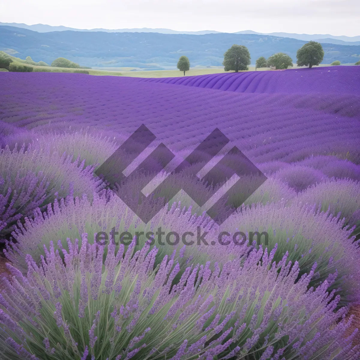 Picture of Purple Lavender Field Under Night Sky