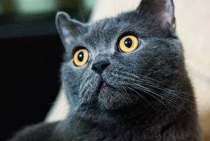 Close-up portrait of a cute gray kitten.