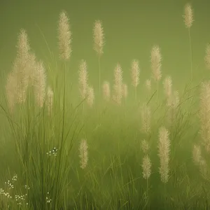 Rural Agricultural Growth: Field of Wheat and Corn