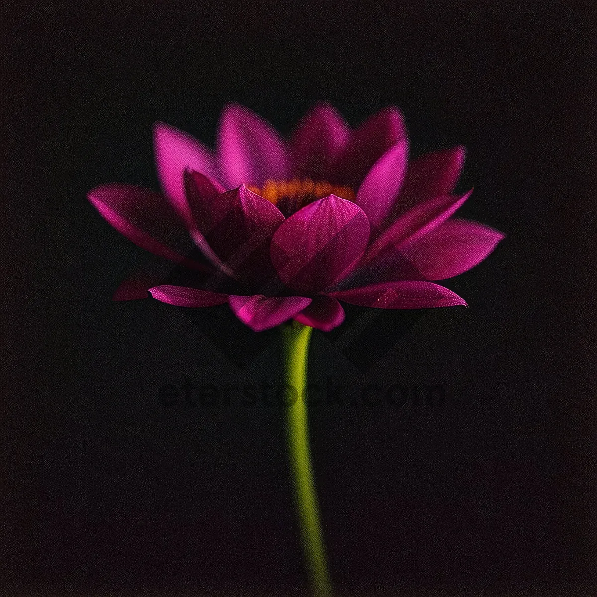 Picture of Vibrant Lotus Blossom in Pink