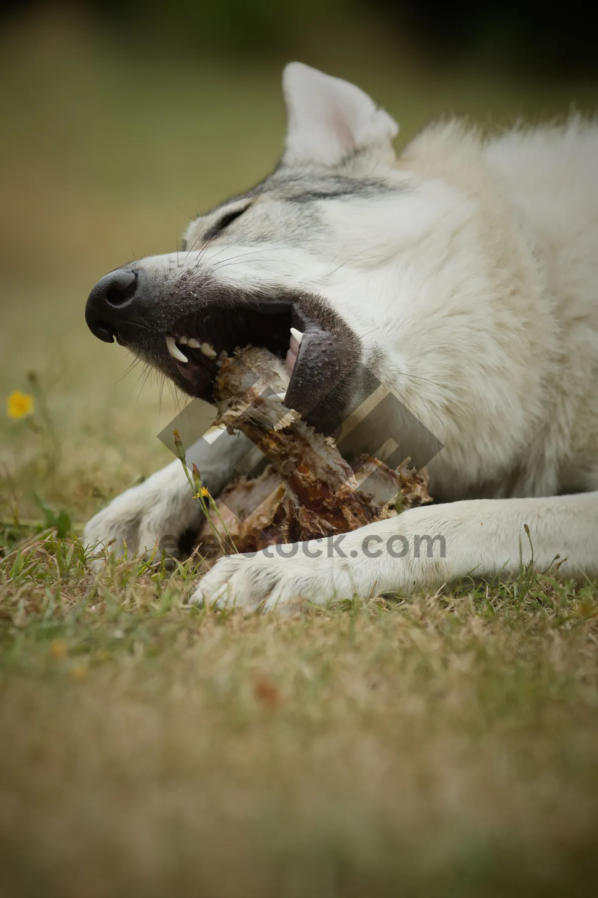 Picture of Cute malamute dog with fluffy fur.