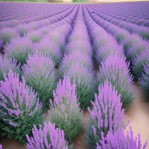 Lavender Blossom in Field: Colorful Floral Botany