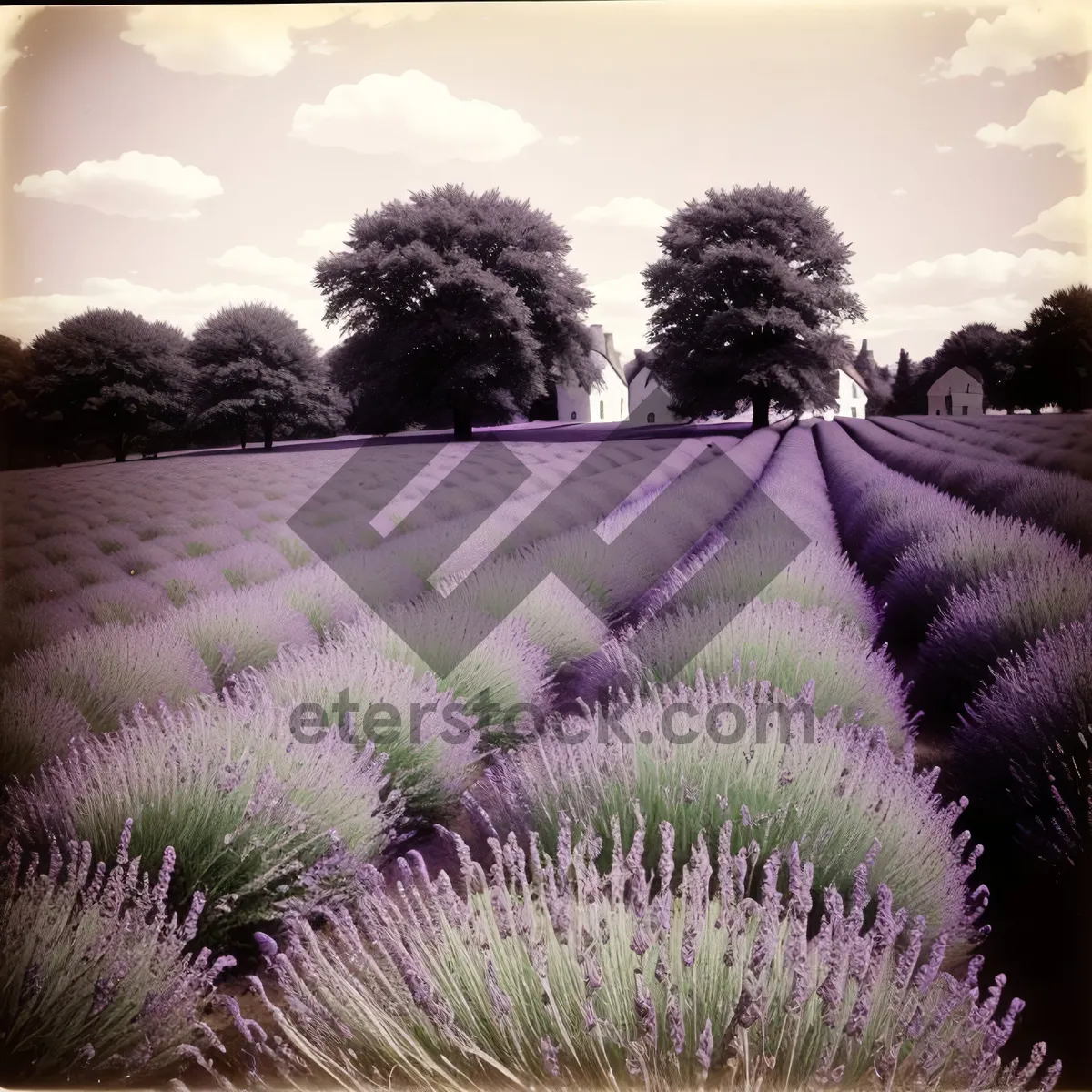 Picture of Serene Lavender Fields Under Night Sky