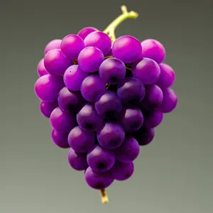 Juicy Lilac Grapes: Fresh, Sweet, and Ripe