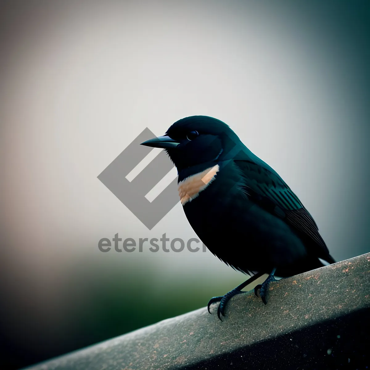 Picture of Majestic Magpie in Nature's Gaze