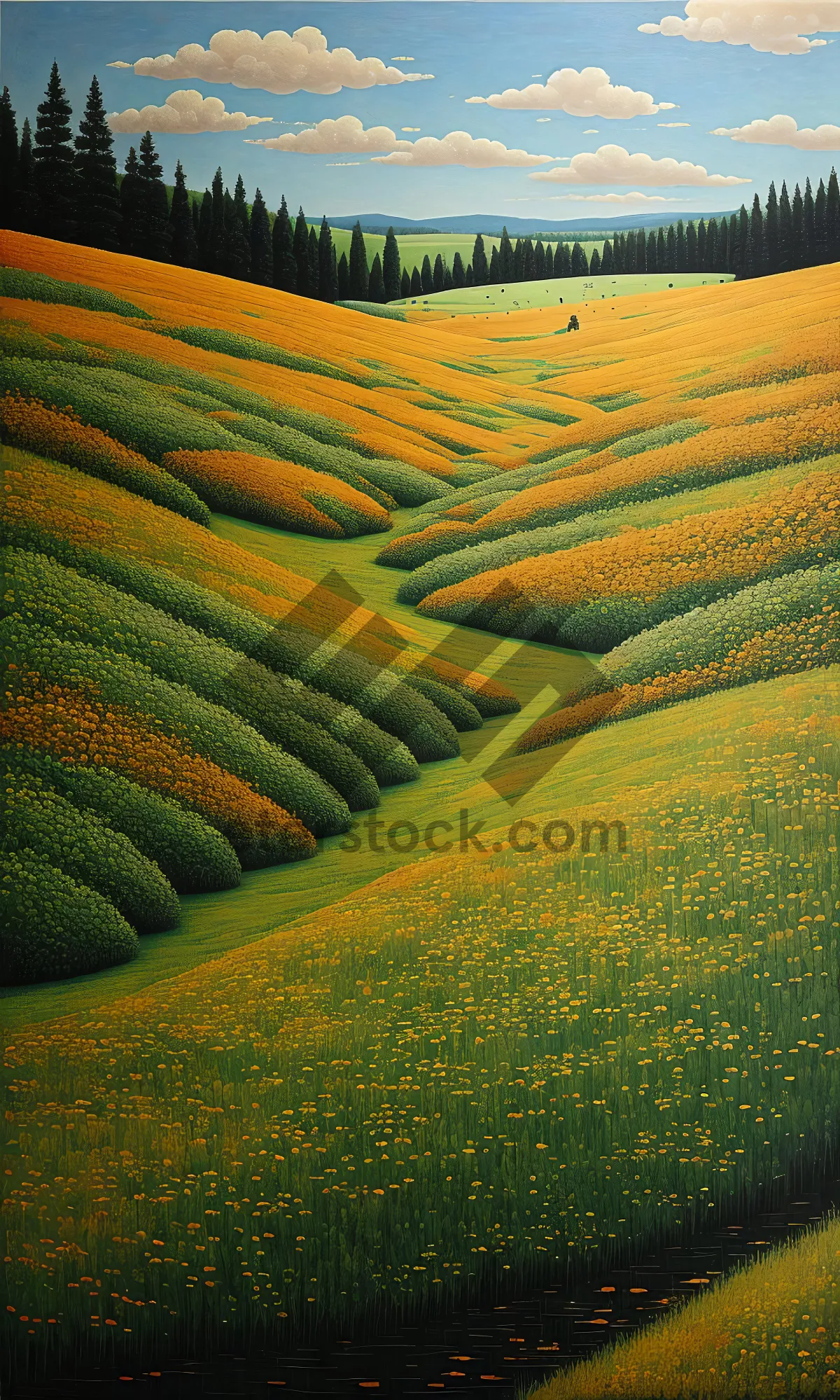 Picture of Soybean fields in rural landscape under summer sky.