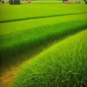 Vibrant Spring Garden Field with Lush Green Grass