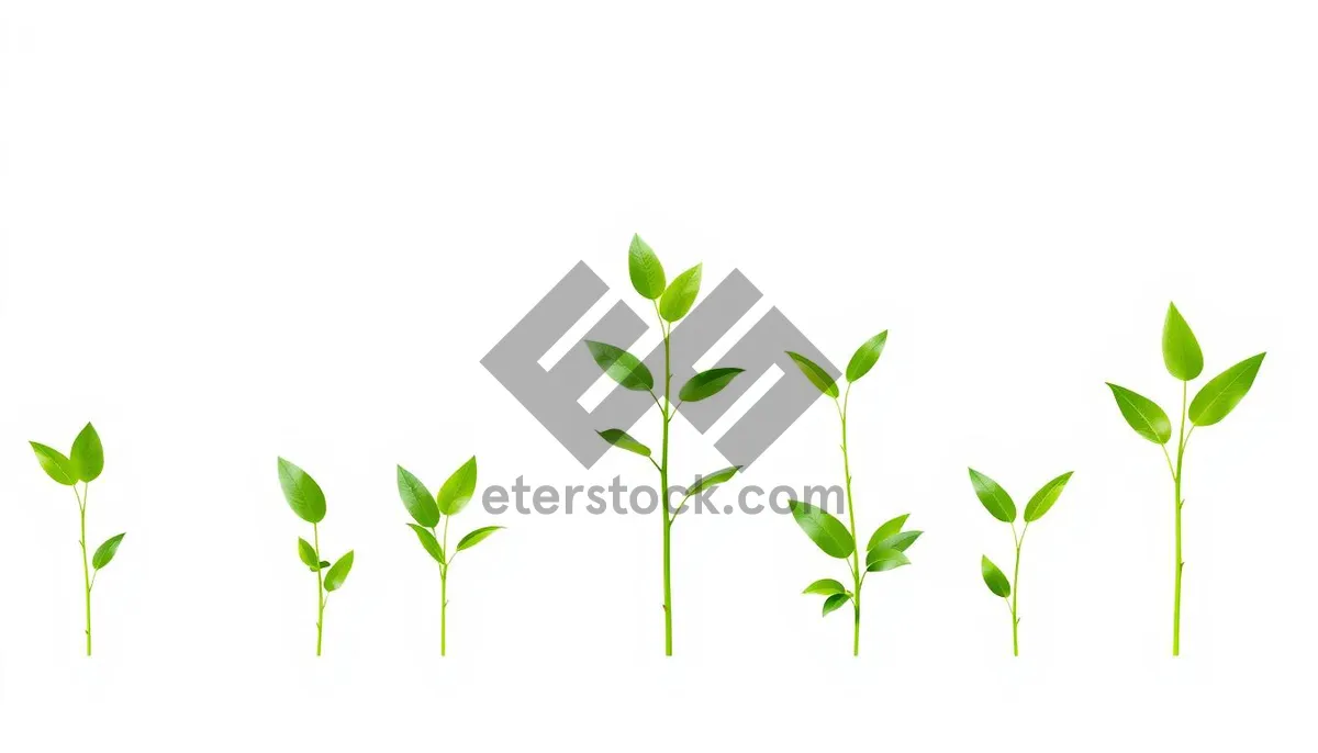 Picture of Floral Nature Design Element Icon