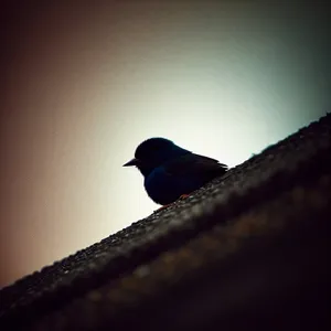 Indigo Bunting perched on tree branch.