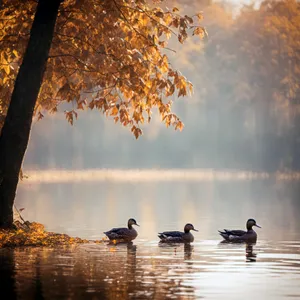 Autumn sunset at the park reflecting in the water