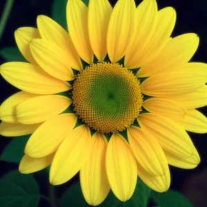 Bright Summertime Sunflower Blossoming in Rural Field