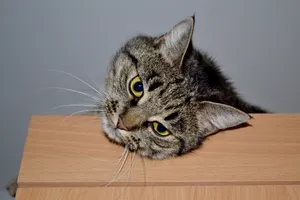 Adorable Tabby Cat with Striped Gray Fur