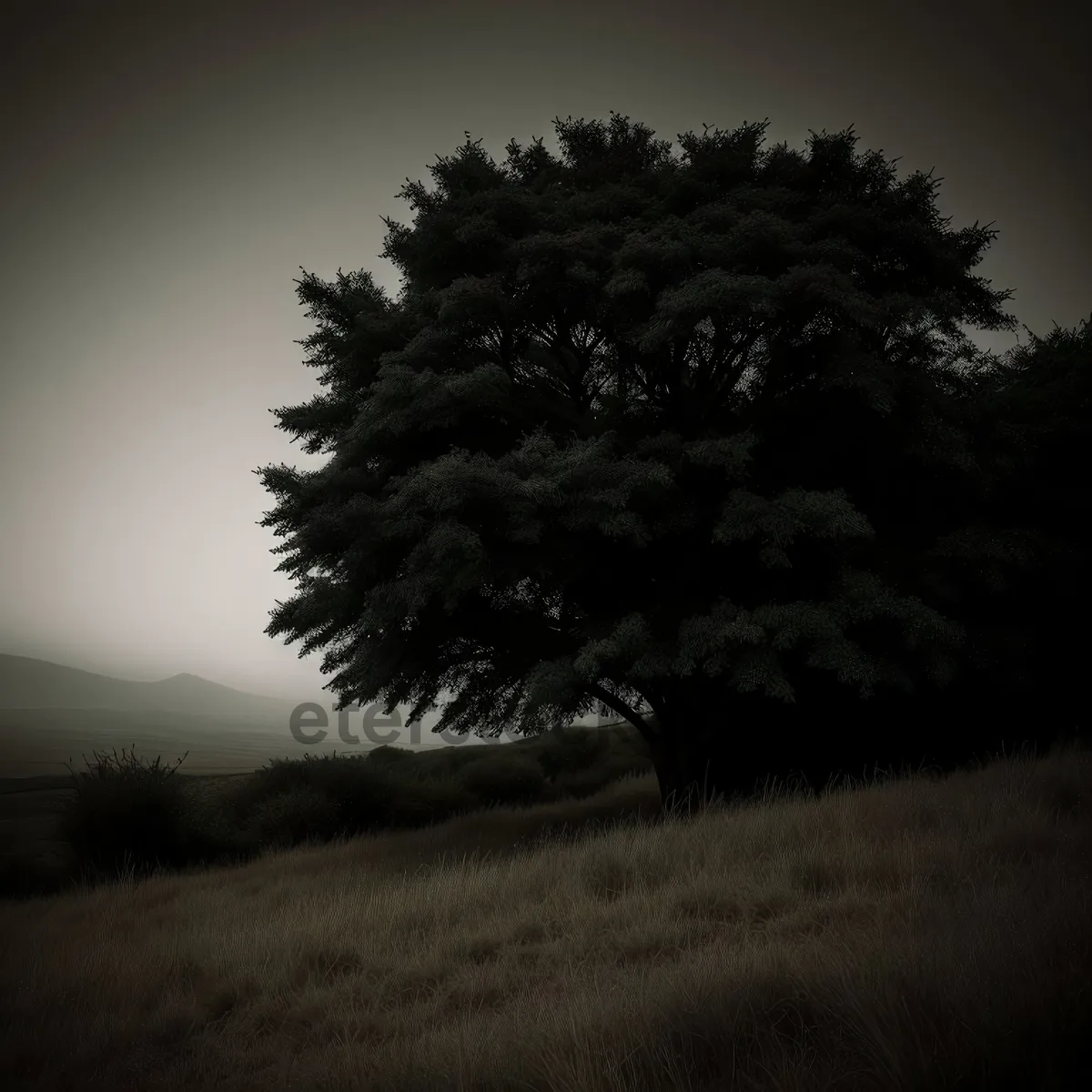 Picture of Sunset Over Pine Forest