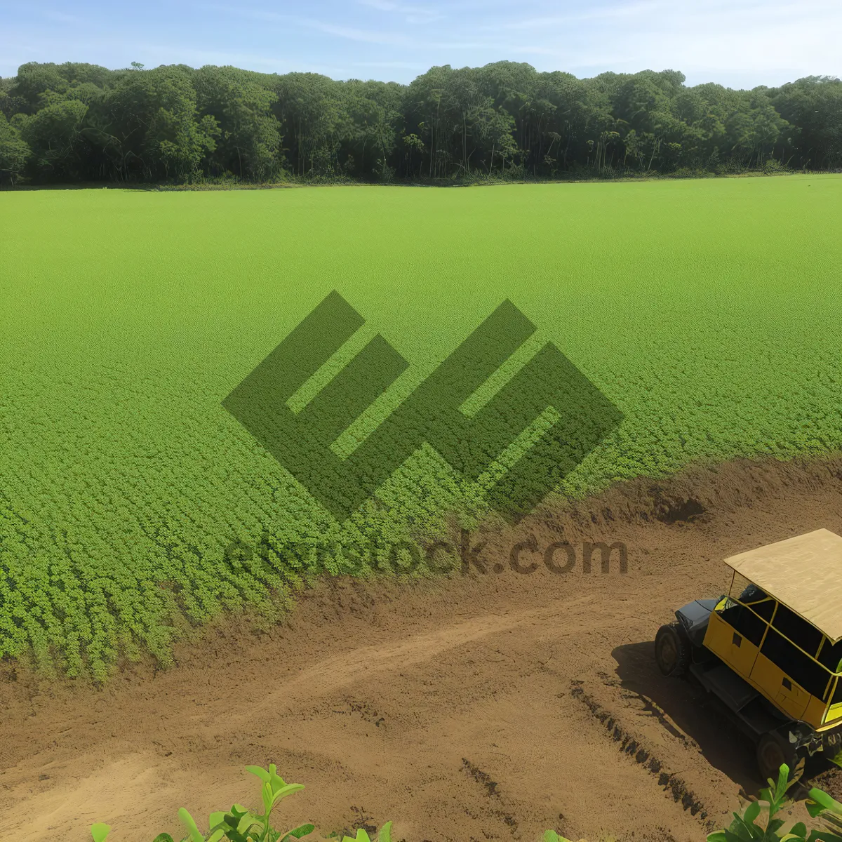 Picture of Vibrant Rural Soybean Field Under Summer Sky