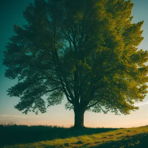 Golden Oak Tree Standing Amidst Vibrant Autumn Landscape