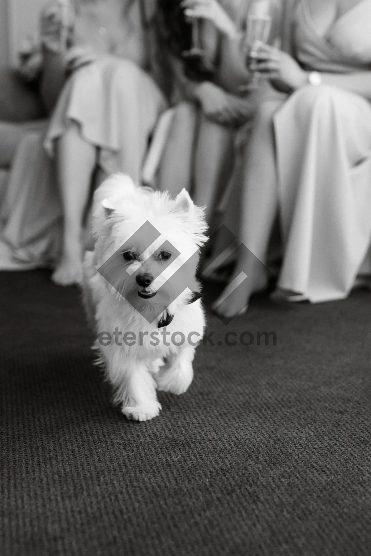 Picture of Adorable West Highland White Terrier Puppy Portrait