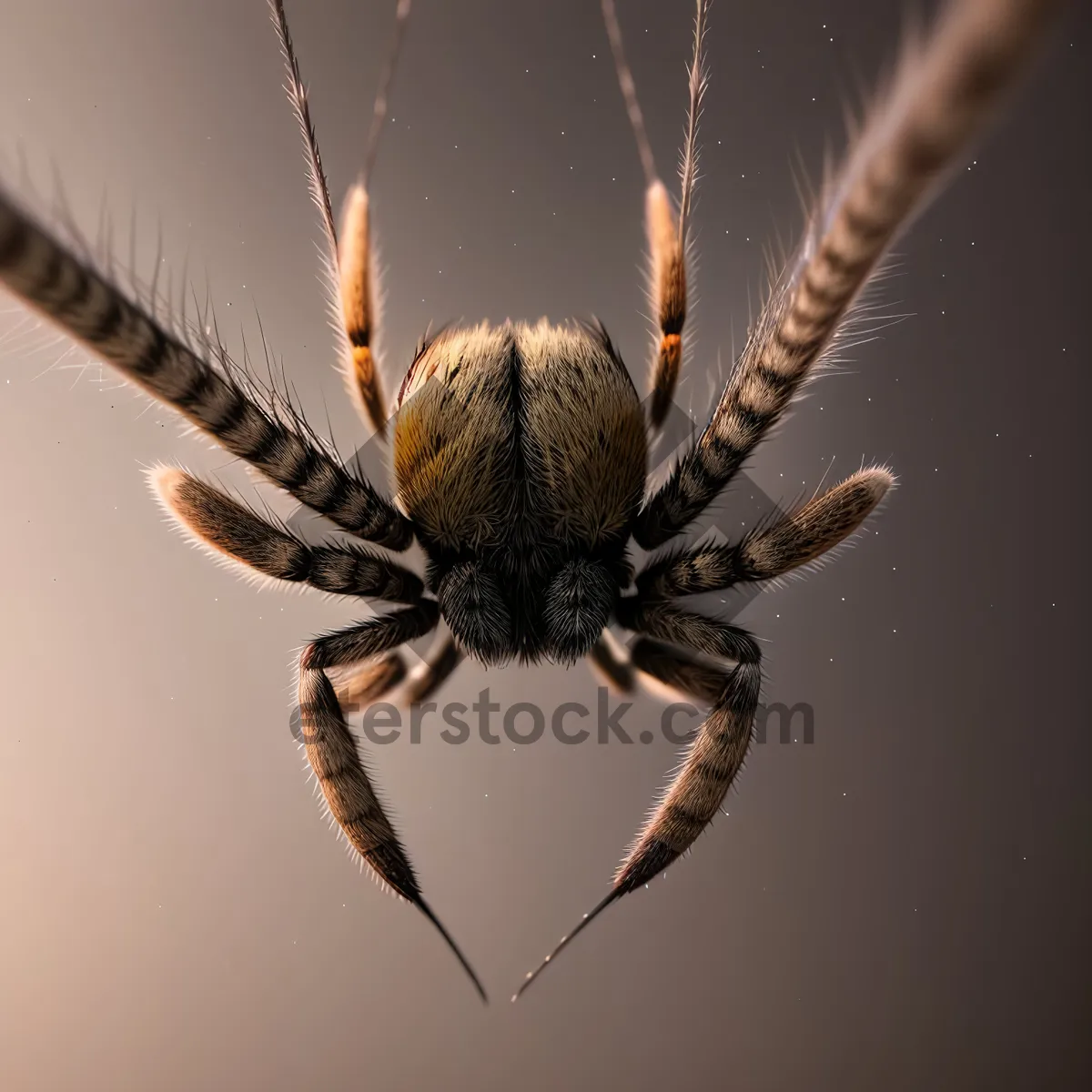 Picture of Barn Spider - Scary Arachnid with Hairy Legs