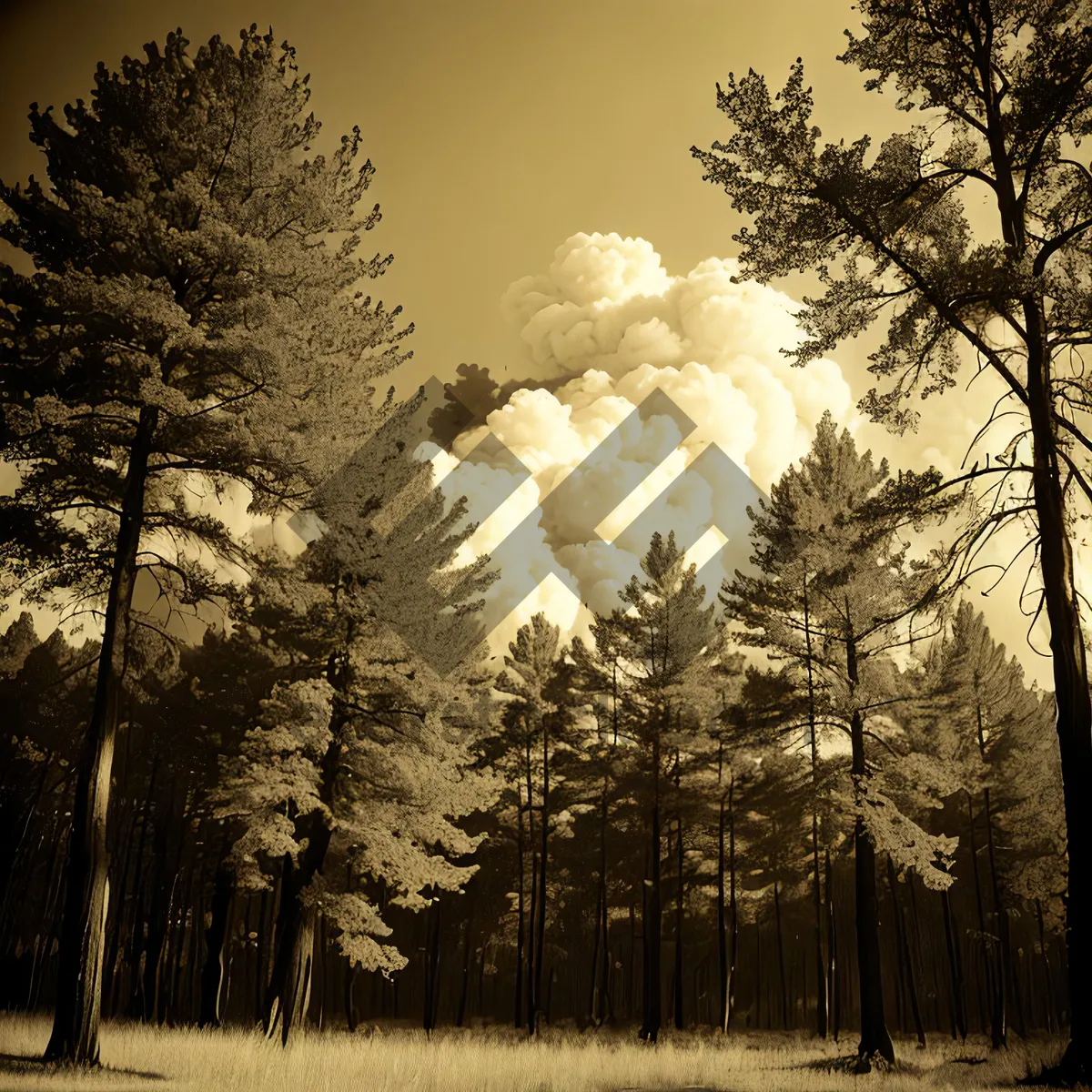 Picture of Serene Winter Wonderland: Trees Covered in Snow