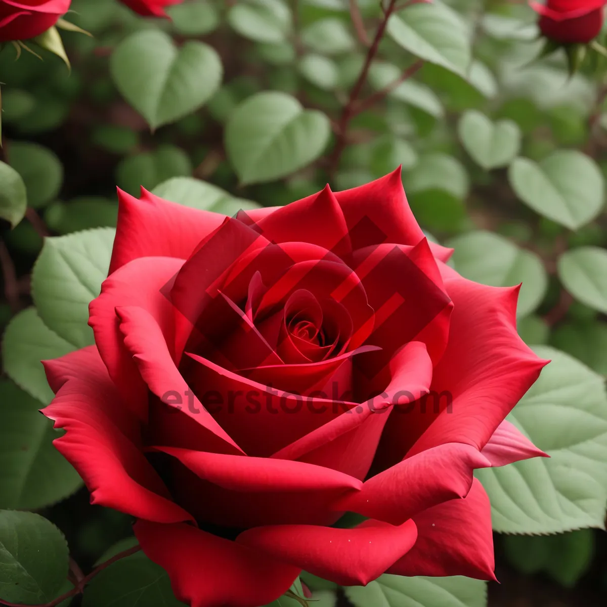 Picture of Romantic Blooming Rose Bouquet for Weddings