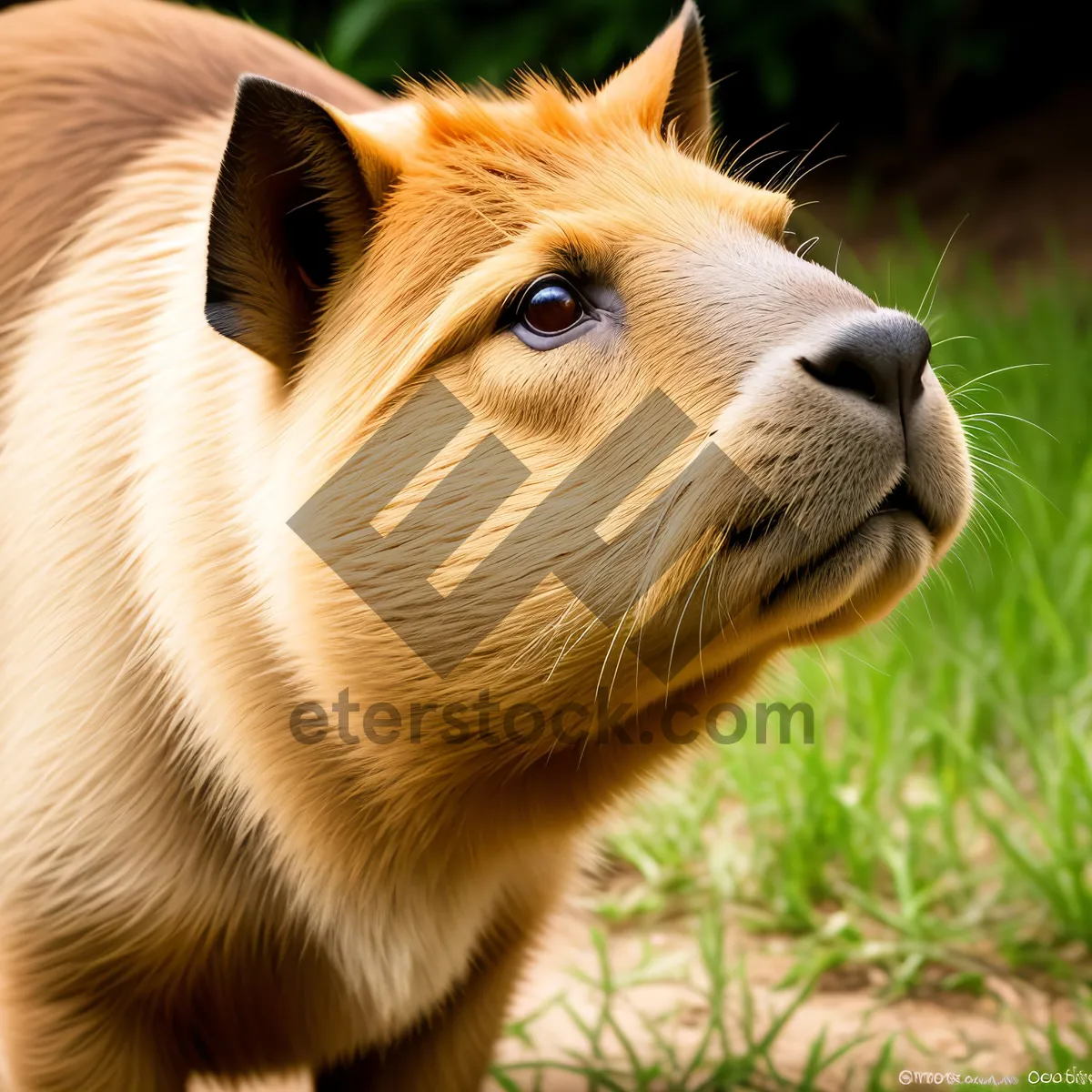 Picture of Brown Lioness and Cub in South African Safari"
(Note: The image could potentially depict a lioness and her cub in a wildlife safari setting, based on the provided tags.)