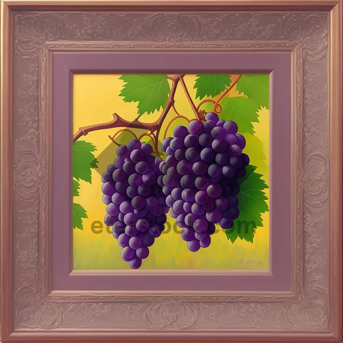 Picture of Juicy Grape Cluster in Vineyard