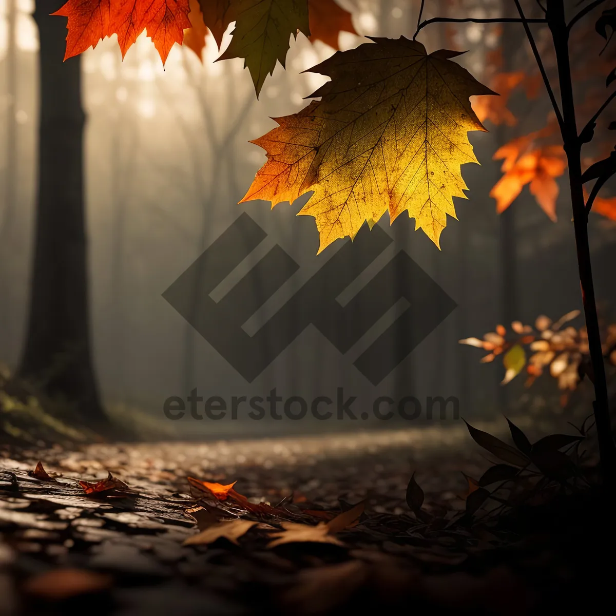 Picture of Autumn Maple Tree with Vibrant Yellow Leaves