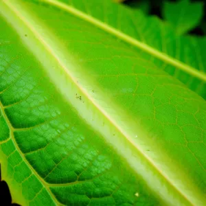 Vibrant Foliage: Textured Leaf in a Garden