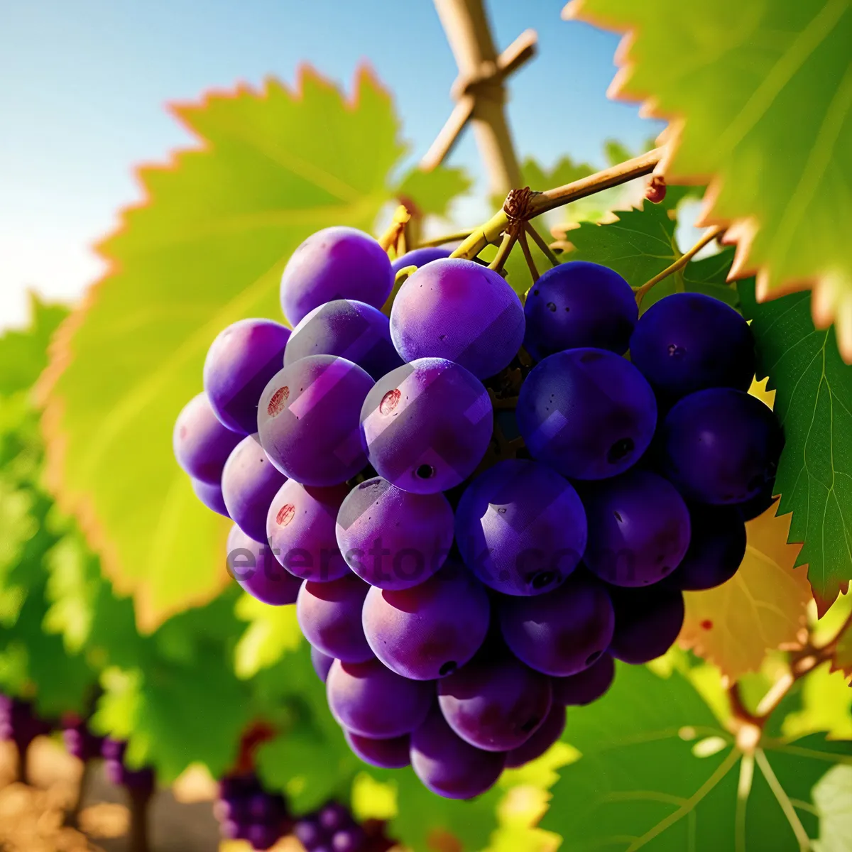 Picture of Juicy Purple Grape Cluster in Vineyard