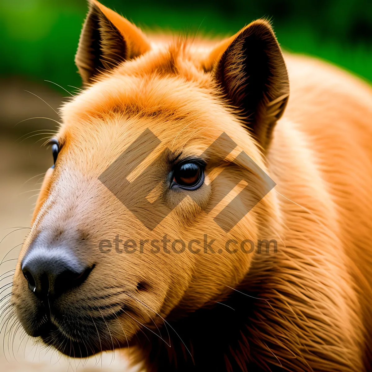 Picture of Brown horse grazing peacefully in rural ranch.