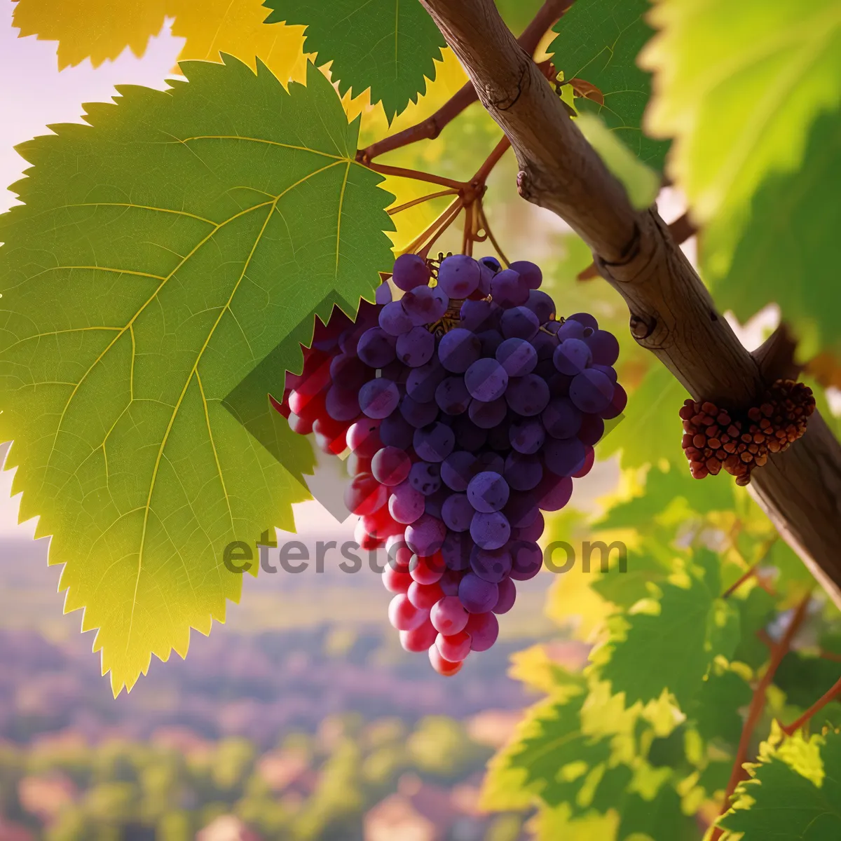 Picture of Juicy Cluster of Ripe Grapes in Vineyard