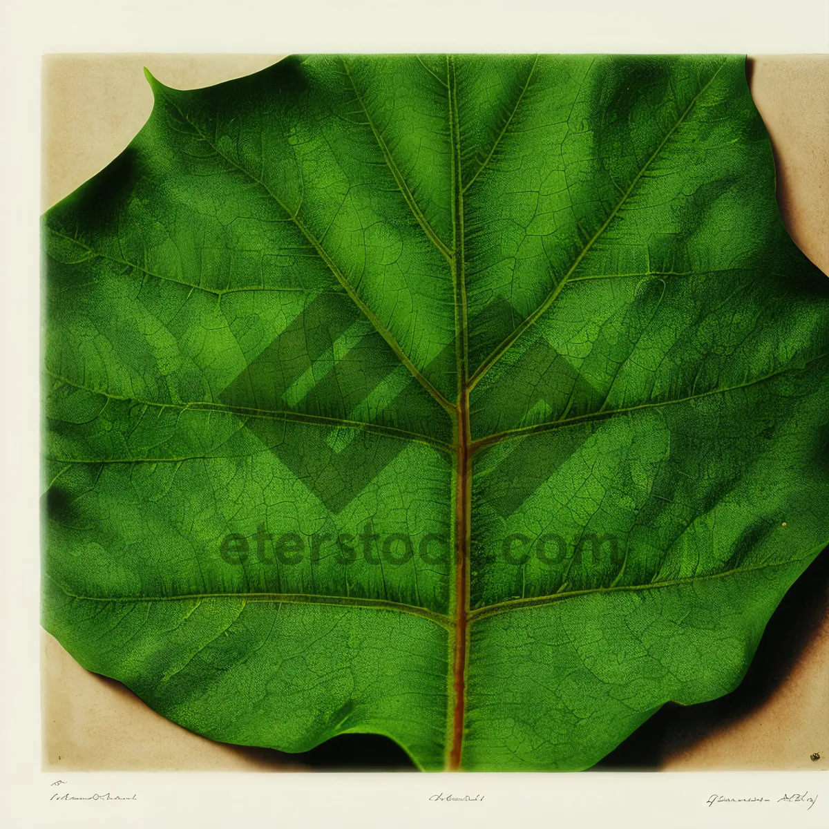 Picture of Vibrant Foliage of Wild Ginger in a Garden