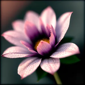 Pretty in Pink Lotus Blossom - A Vibrant Floral Delight