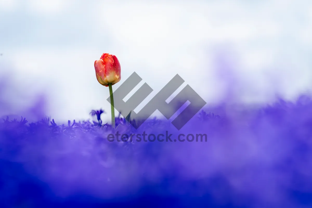 Picture of Vibrant Pink Tulip Blossom in Summer Garden